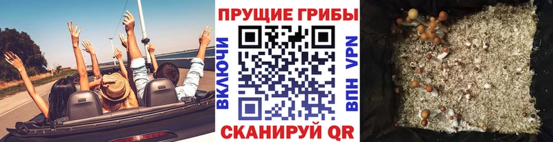 Купить где  Суджа  Галлюциногенные грибы Psilocybe 